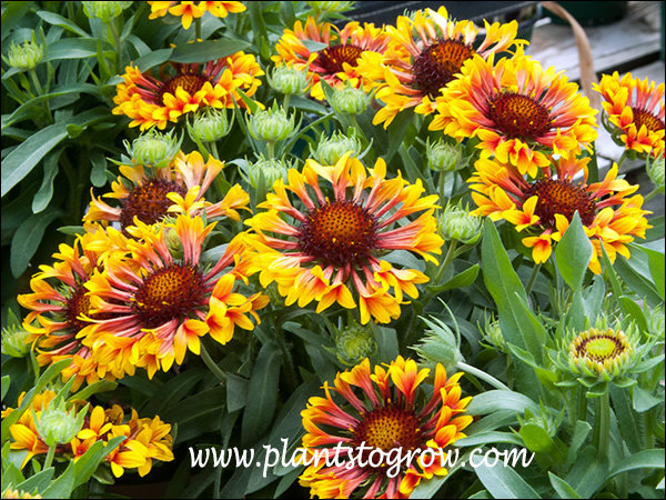 Fan Fare has flared ray flowers